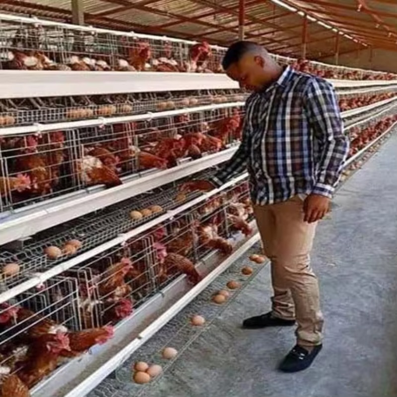 Cheap Price Poultry Farm 10000 - Farming Africa reseña y precio