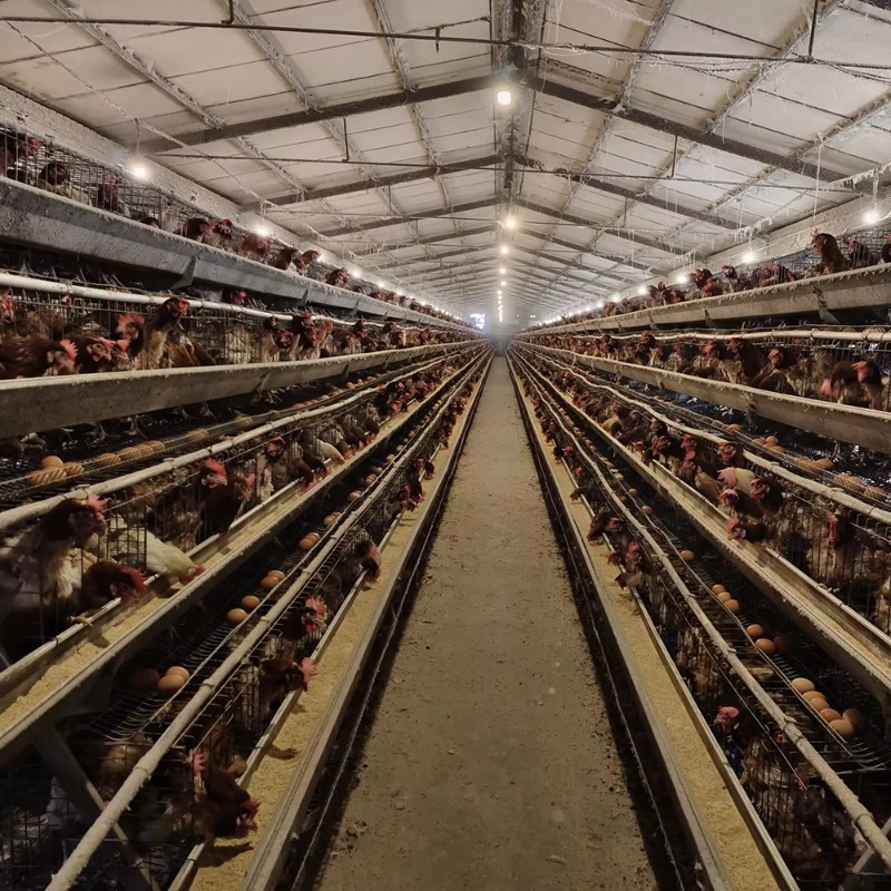 Cheap Price Poultry Farm 10000 - Farming Africa reseña y precio