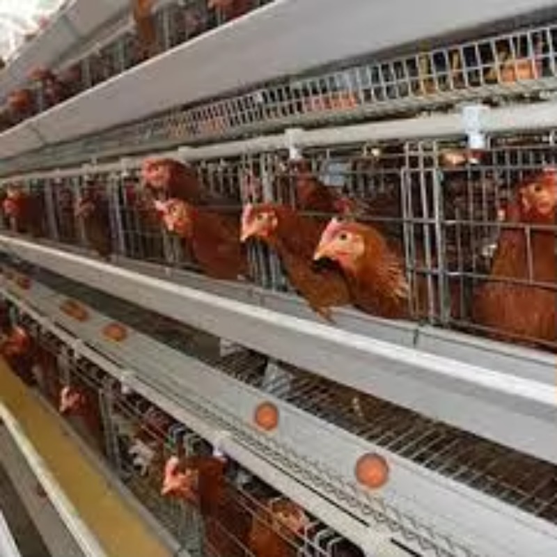  chicken coop New Africa a Typ - Farming Africa reseña y precio