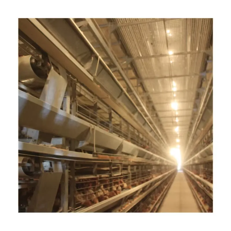 TIANRUI New Automatic Egg Laye - Farming Africa reseña y precio