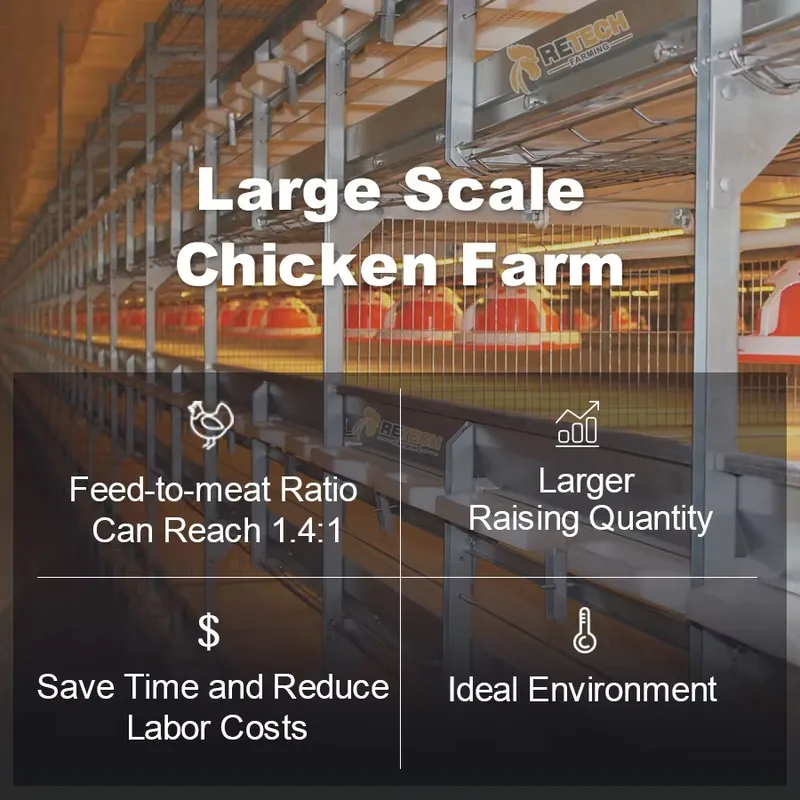 Automatic H Type Broiler Chick - Farming Africa reseña y precio
