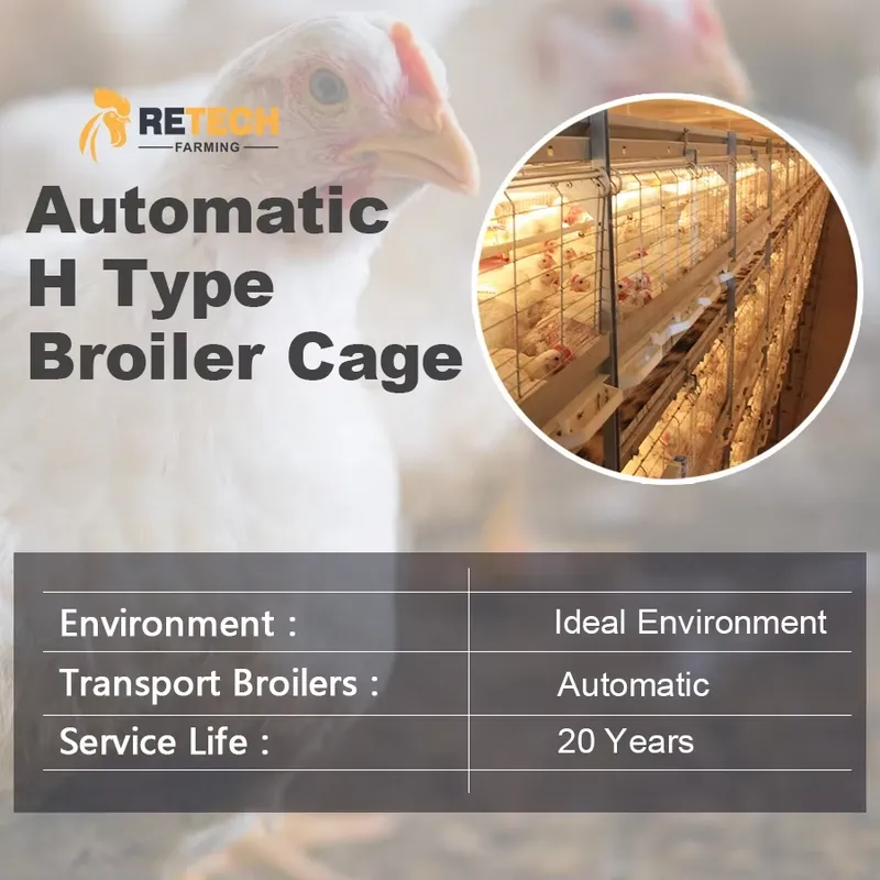 Automatic H Type Broiler Chick - Farming Africa reseña y precio