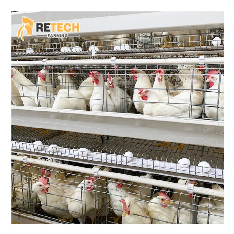 Automatic Egg Layer Chicken Ca - Farming Africa reseña y precio
