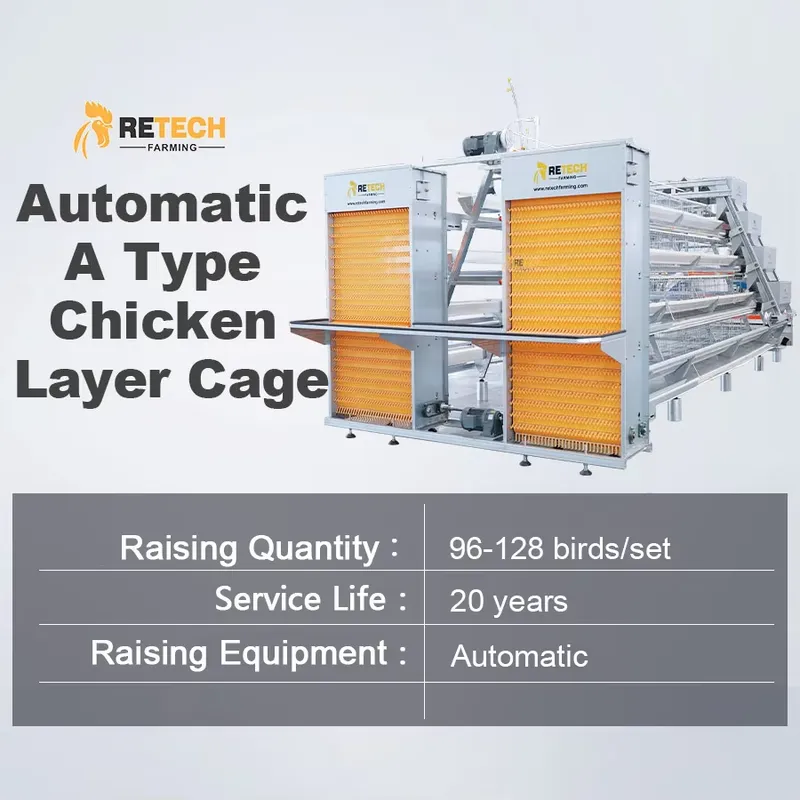 Automatic Egg Layer Chicken Ca - Farming Africa reseña y precio