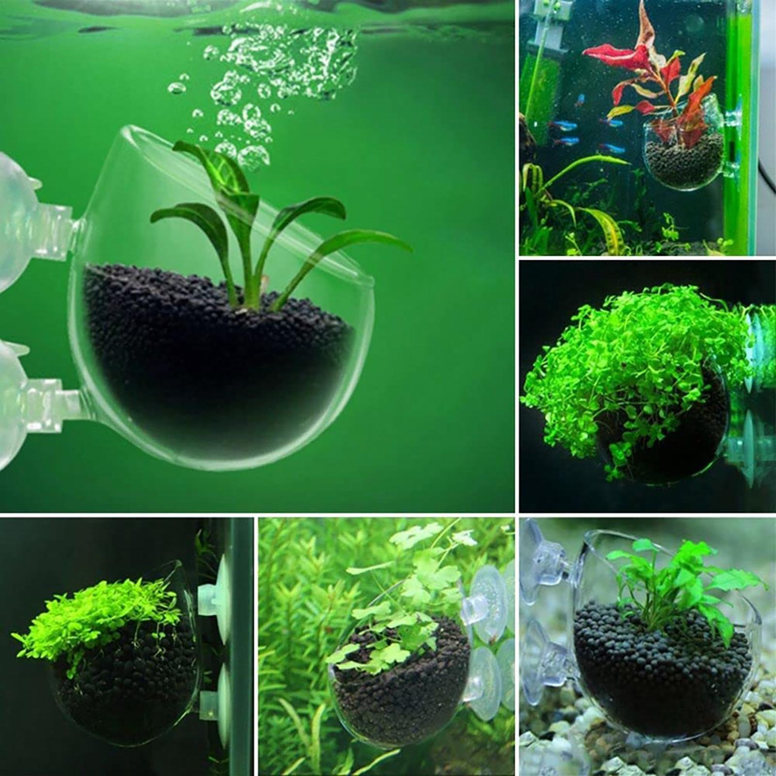 Aquatic Plant Pot Acrylic Aqua - Plant Growth Regulator reseña y precio