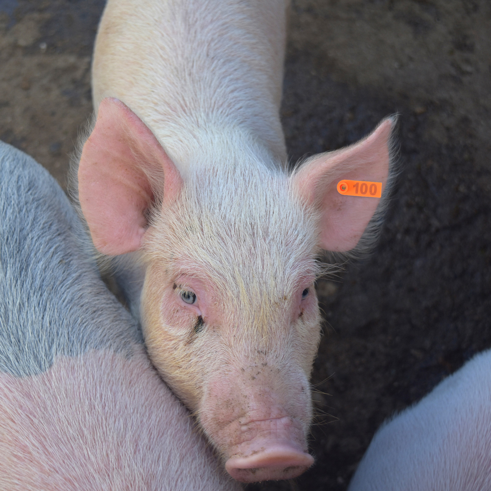 100Pcs Livestock Ear Tags Tpu  - Livestock Ear Tag reseña y precio