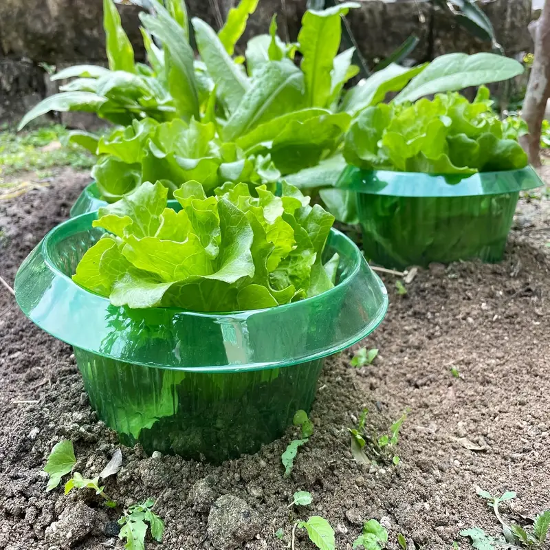 Plants Slug Protection Rings V - Vegetable Transplanter reseña y precio