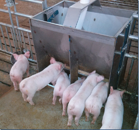 Stainless Steel Double Side Fe - Agriculture Farming And Livestock reseña y precio