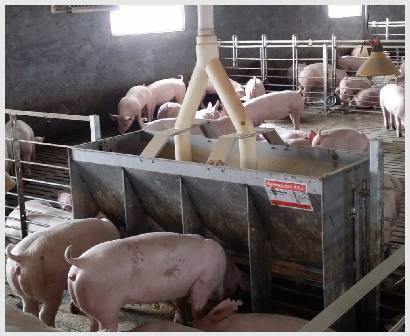 Stainless Steel Double Side Fe - Agriculture Farming And Livestock reseña y precio