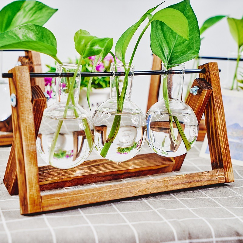 Tabletop Glass Planter Propaga - Plant Growth Regulator reseña y precio