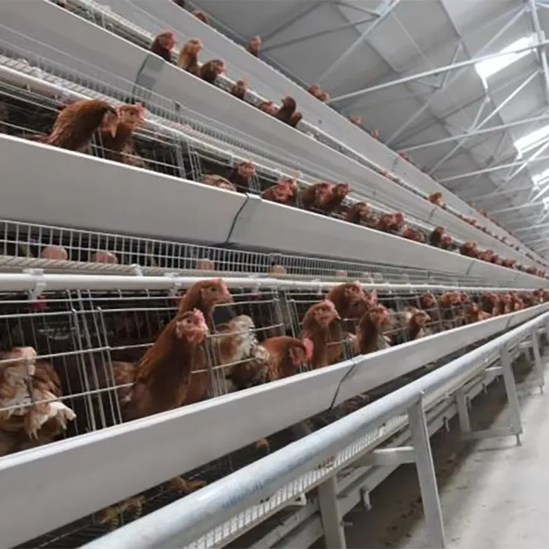 H Type Layer Cages for Poultry - Farming Africa reseña y precio