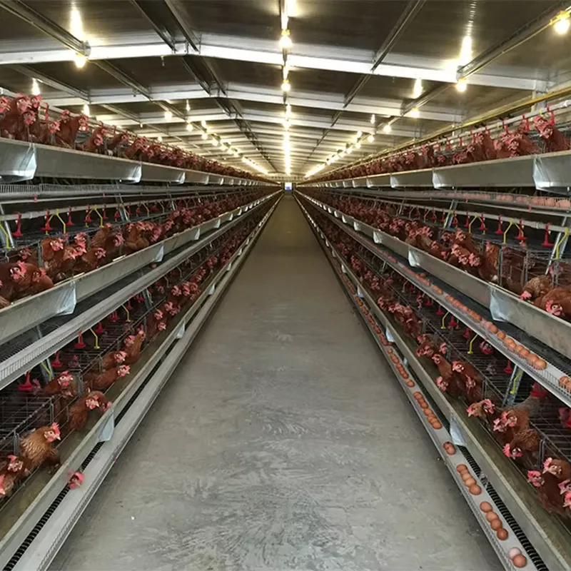 H Type Layer Cages for Poultry - Farming Africa reseña y precio