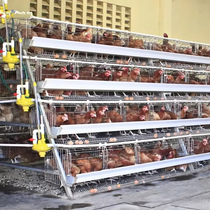 H Type Layer Cages for Poultry - Farming Africa reseña y precio